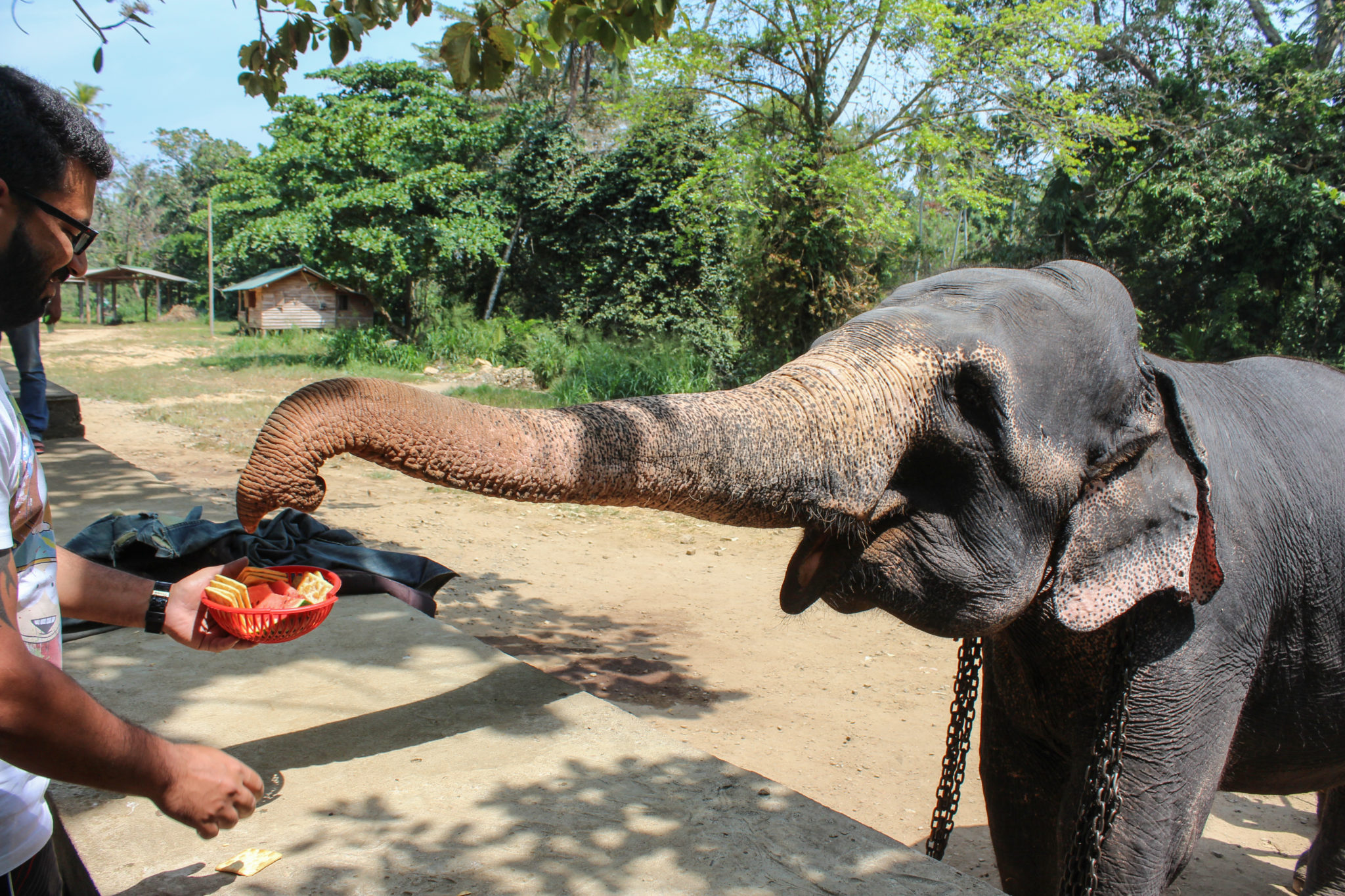 Pinnawala Elephant Orphanage