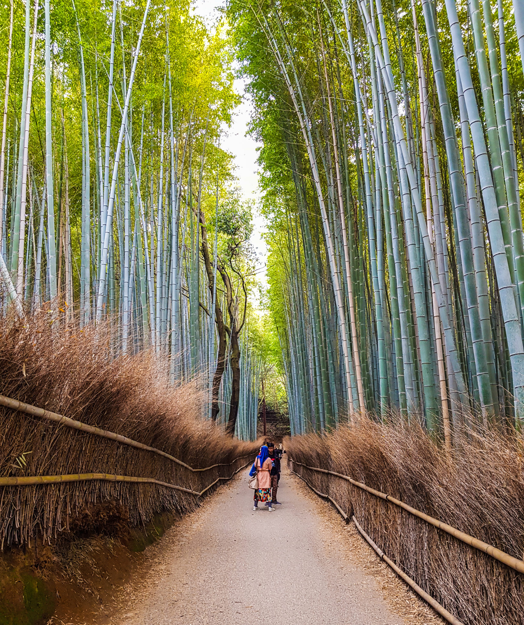 Aarashiyama Bamboo Grove