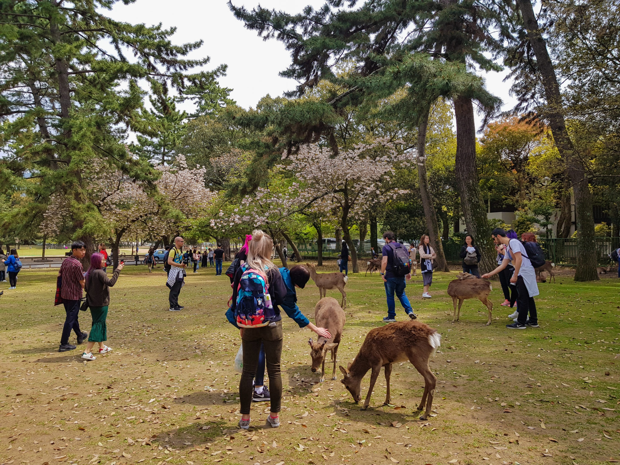 Nara Park