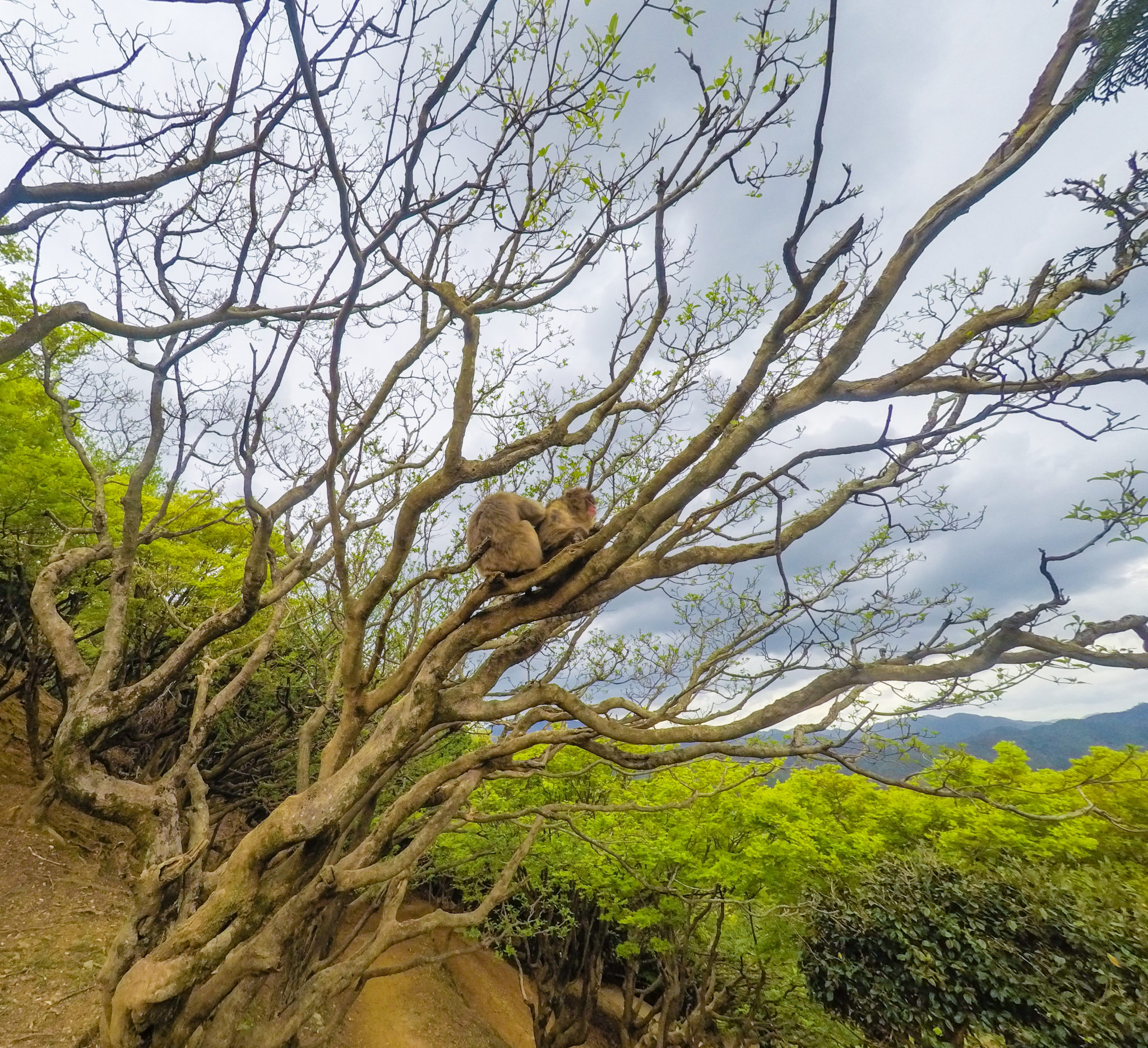 Aarashiyama Monkey Park