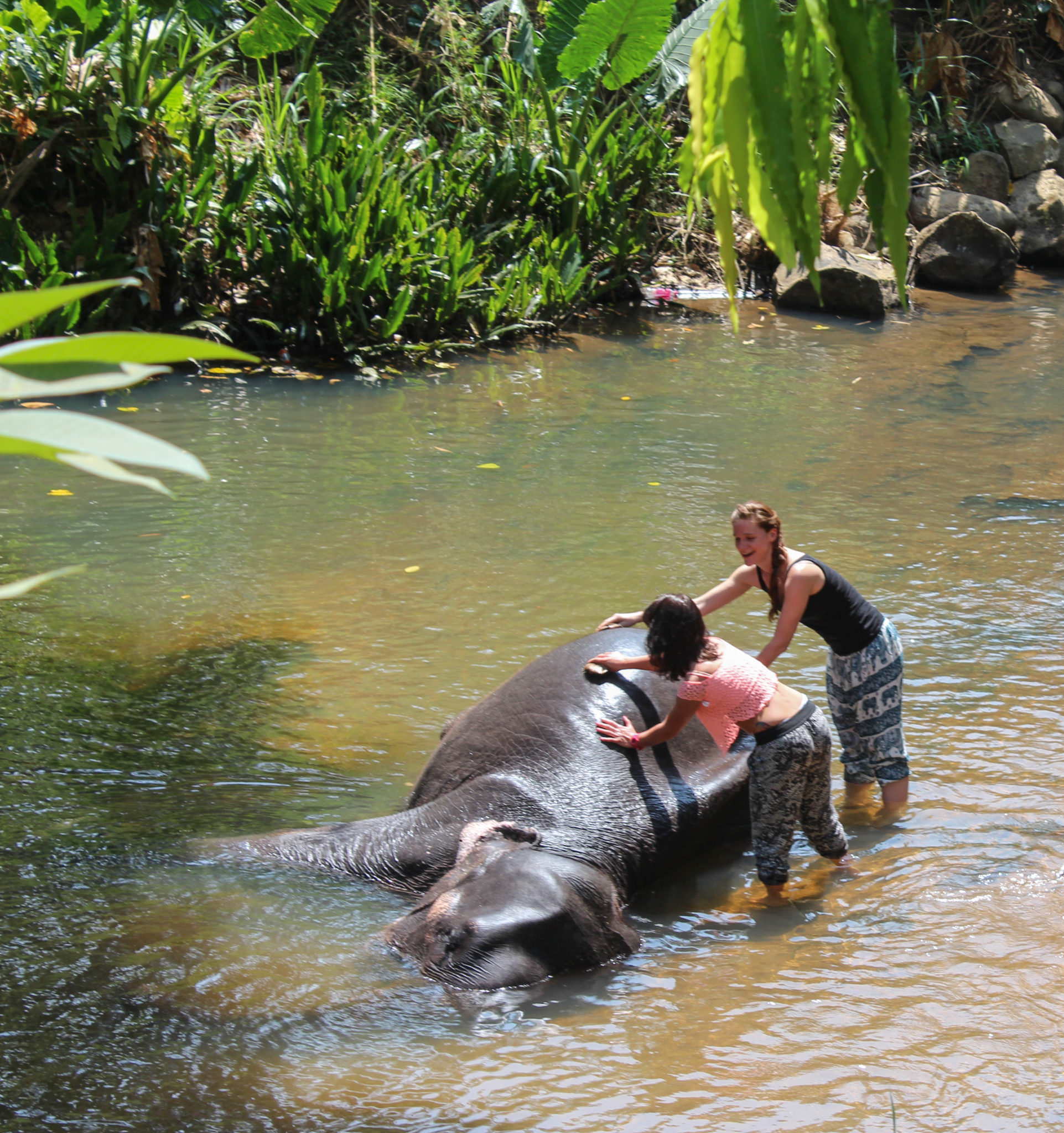 Pinnawala Elephant Orphanage