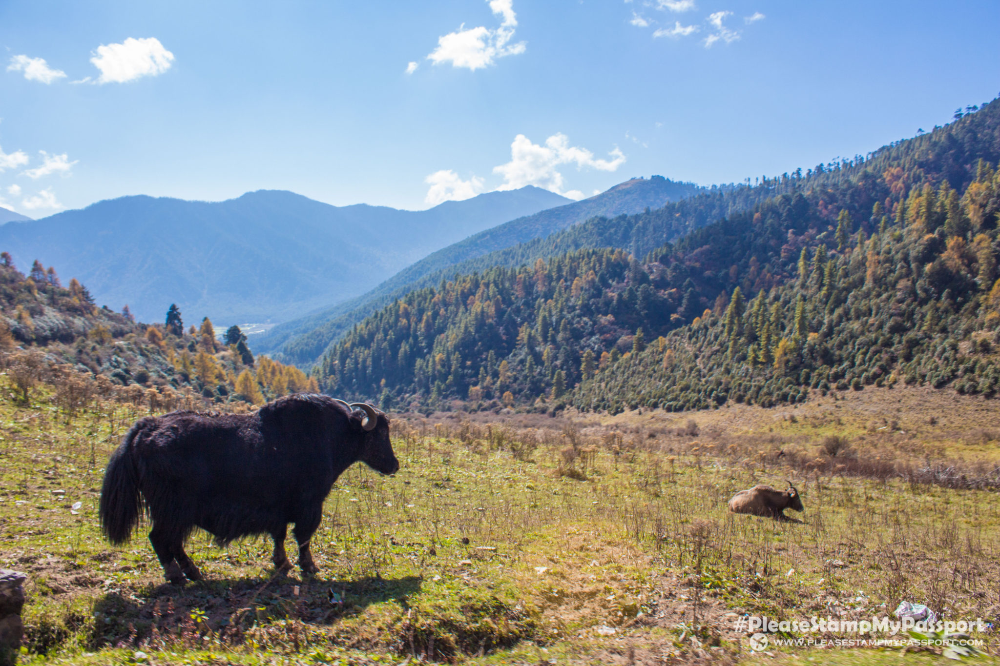 Yak