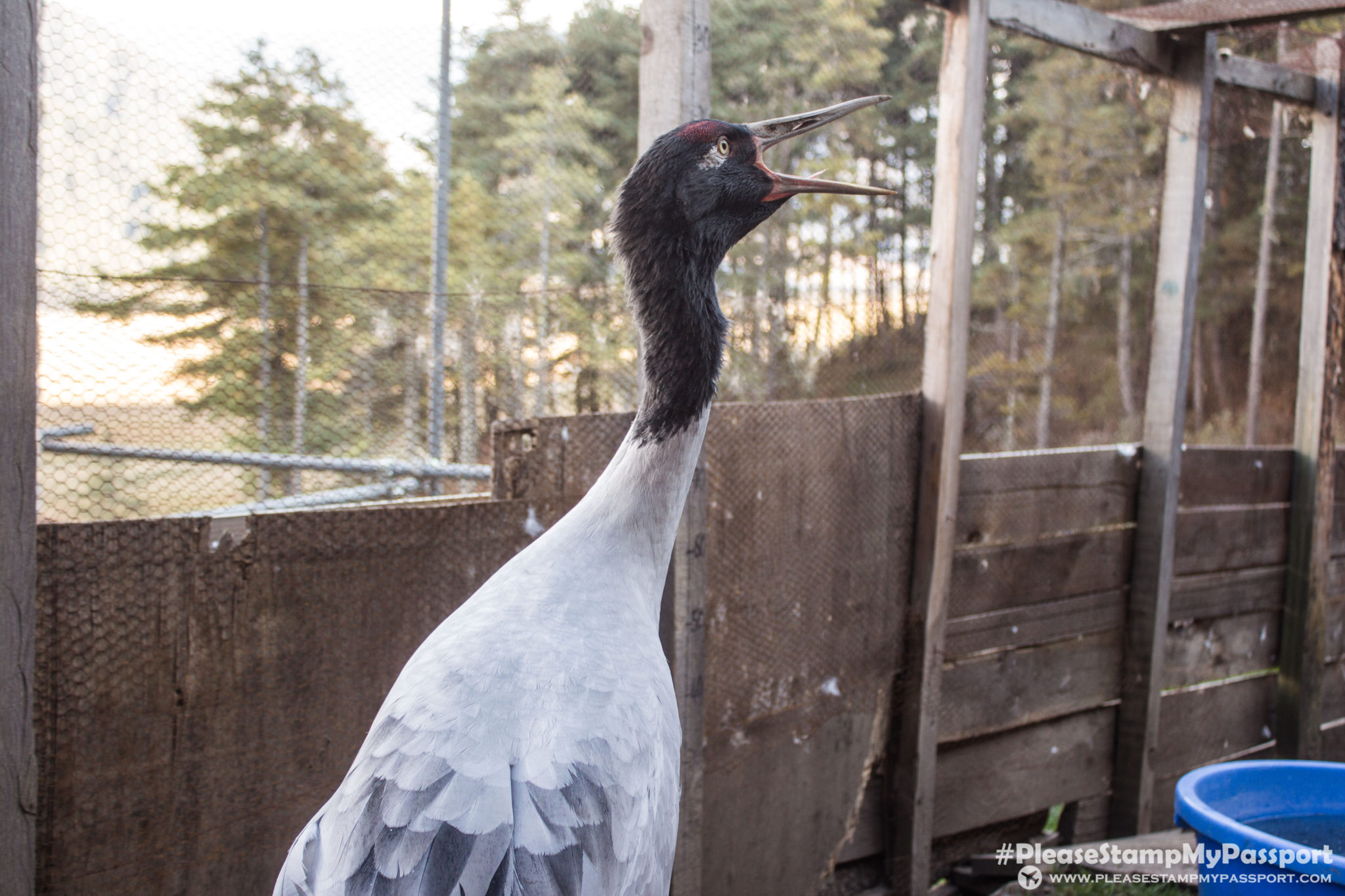 Black Necked Crane