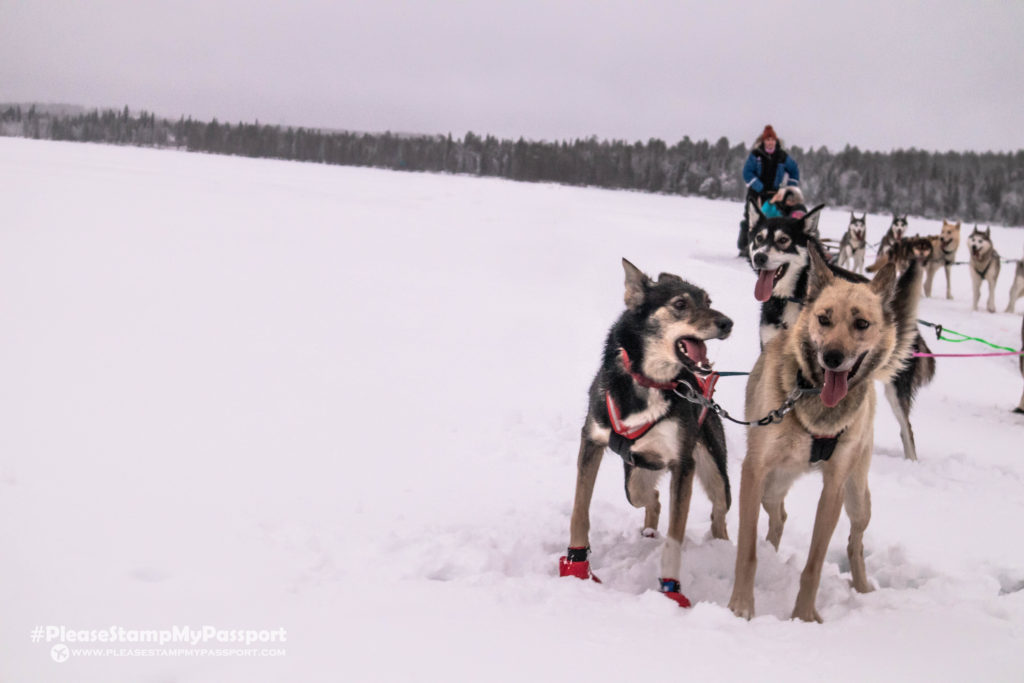 Bearhill Husky Rovaniemi