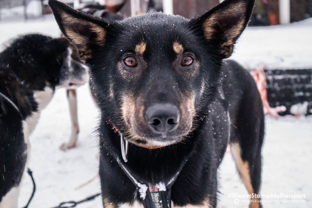 Bearhill Husky Rovaniemi