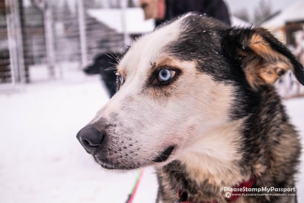 Bearhill husky Rovaniemi